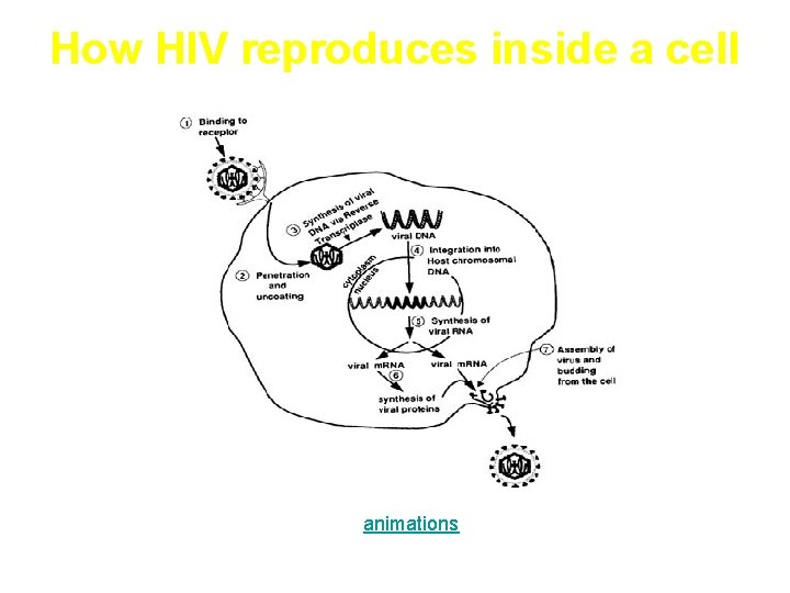 How HIV reproduces inside a cell animations 
