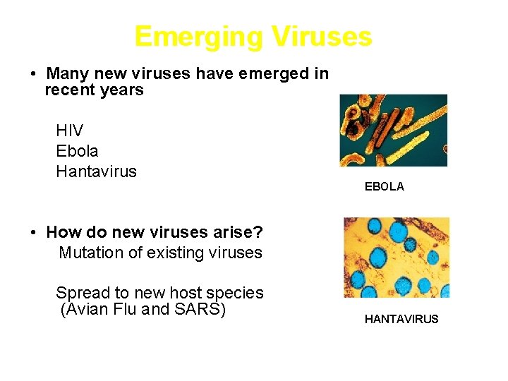 Emerging Viruses • Many new viruses have emerged in recent years HIV Ebola Hantavirus