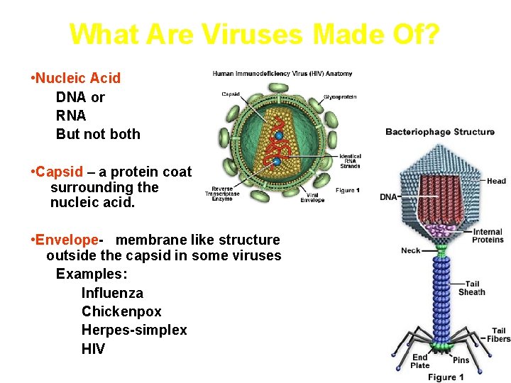 What Are Viruses Made Of? • Nucleic Acid DNA or RNA But not both