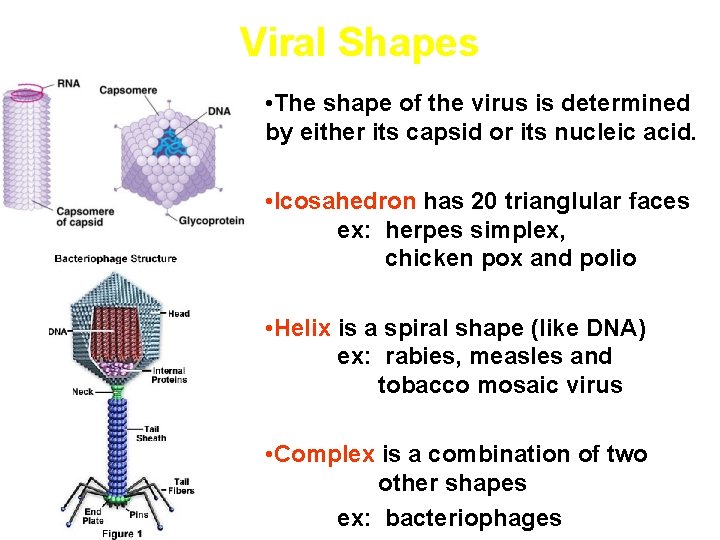 Viral Shapes • The shape of the virus is determined by either its capsid