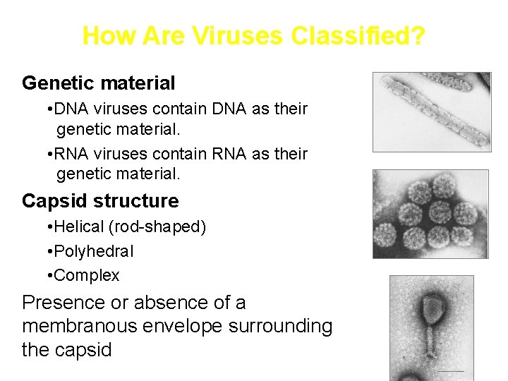 How Are Viruses Classified? Genetic material • DNA viruses contain DNA as their genetic