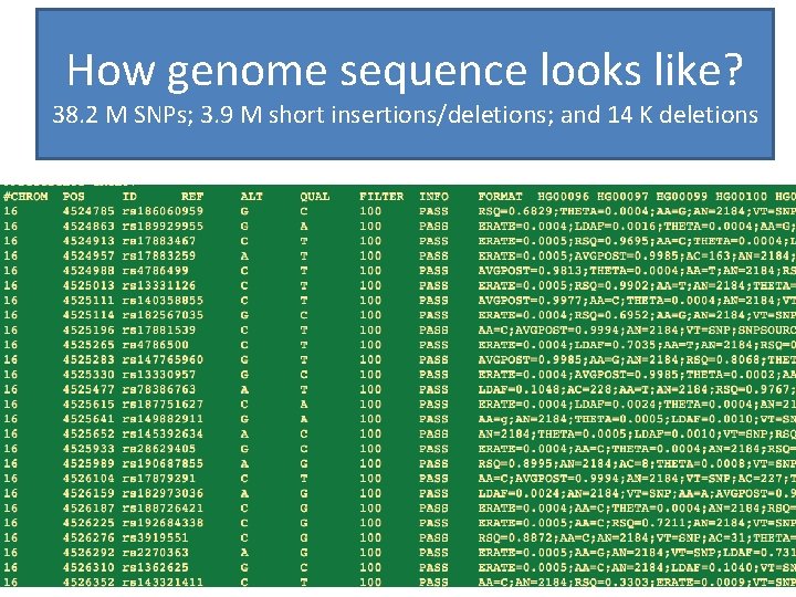 How genome sequence looks like? 38. 2 M SNPs; 3. 9 M short insertions/deletions;