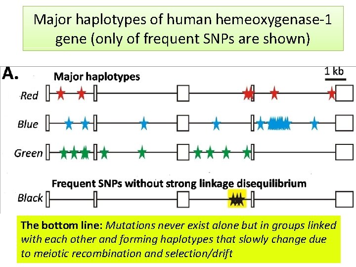 Major haplotypes of human hemeoxygenase-1 gene (only of frequent SNPs are shown) The bottom