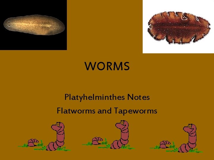 WORMS Platyhelminthes Notes Flatworms and Tapeworms 