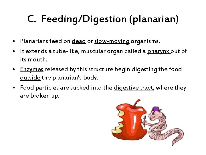 C. Feeding/Digestion (planarian) • Planarians feed on dead or slow-moving organisms. • It extends