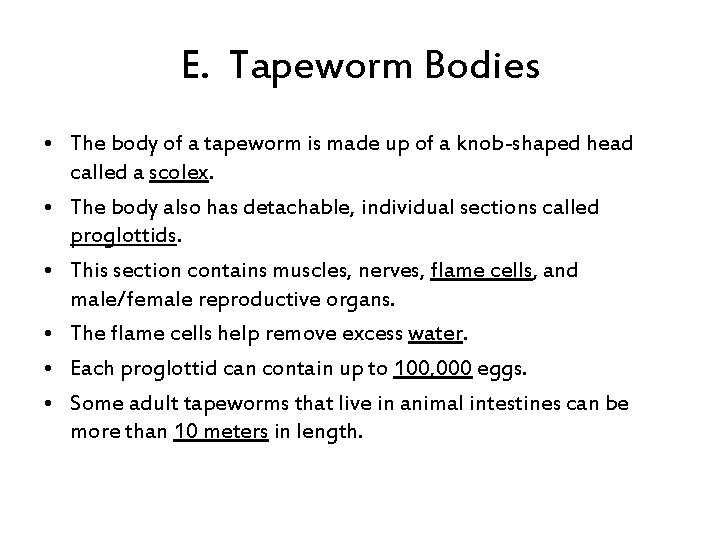 E. Tapeworm Bodies • The body of a tapeworm is made up of a