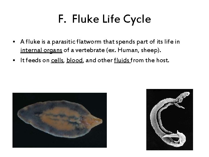 F. Fluke Life Cycle • A fluke is a parasitic flatworm that spends part