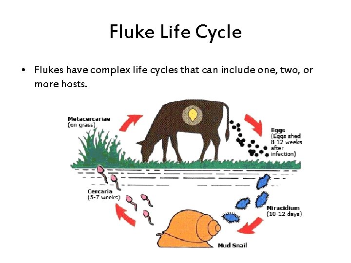 Fluke Life Cycle • Flukes have complex life cycles that can include one, two,