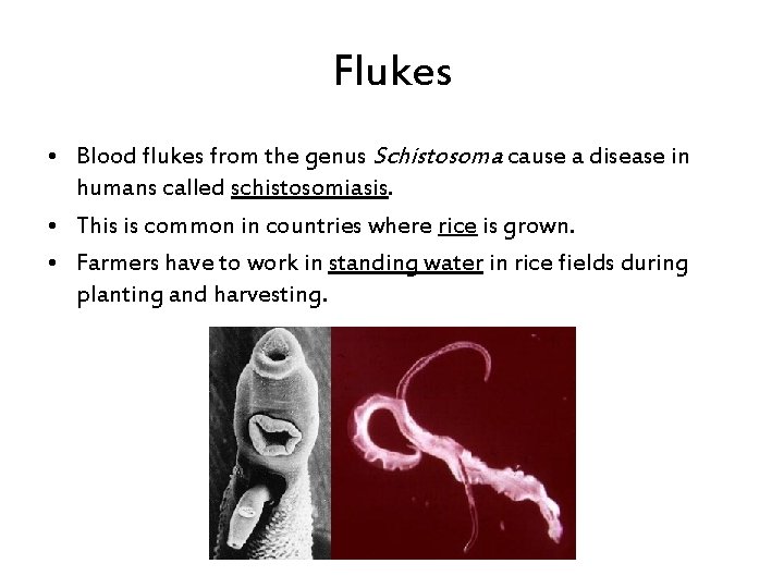 Flukes • Blood flukes from the genus Schistosoma cause a disease in humans called