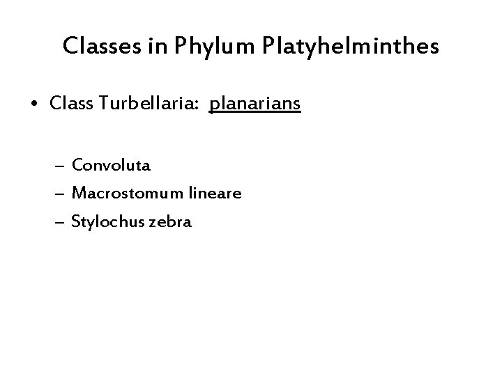 Classes in Phylum Platyhelminthes • Class Turbellaria: planarians – Convoluta – Macrostomum lineare –