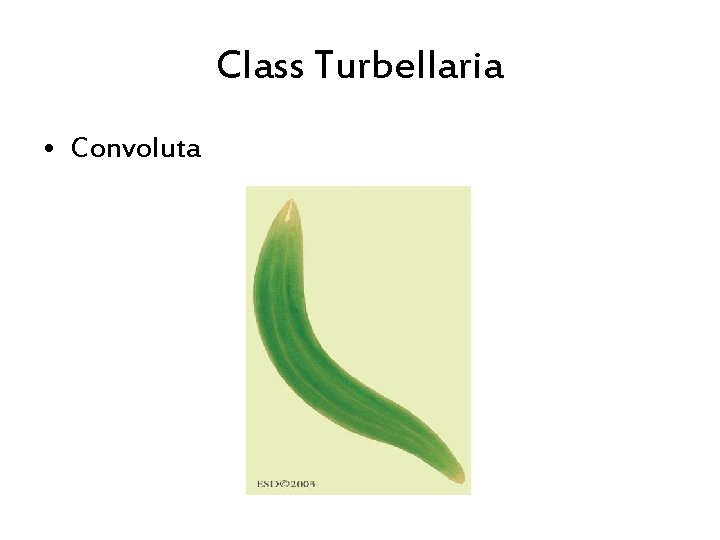 Class Turbellaria • Convoluta 