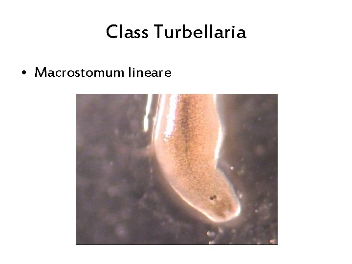 Class Turbellaria • Macrostomum lineare 