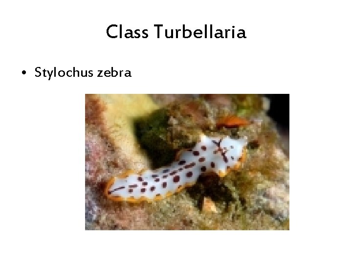 Class Turbellaria • Stylochus zebra 