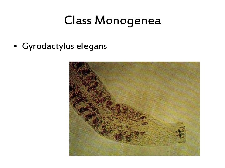 Class Monogenea • Gyrodactylus elegans 