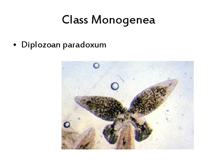 Class Monogenea • Diplozoan paradoxum 