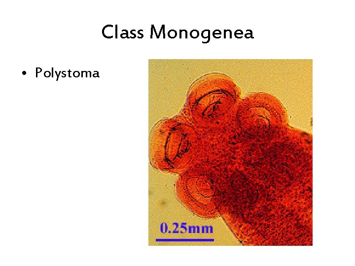 Class Monogenea • Polystoma 