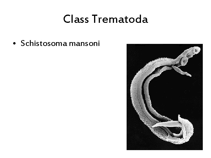 Class Trematoda • Schistosoma mansoni 
