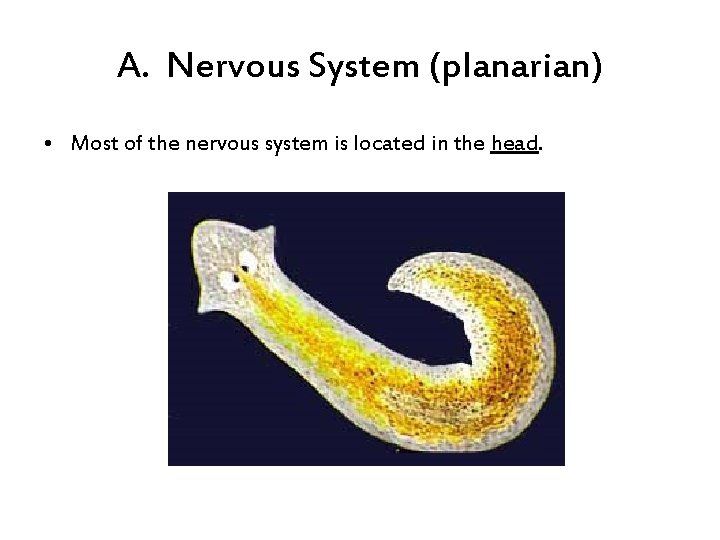 A. Nervous System (planarian) • Most of the nervous system is located in the