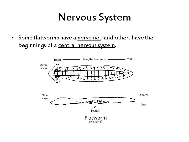 Nervous System • Some flatworms have a nerve net, and others have the beginnings