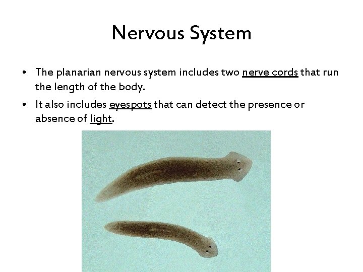 Nervous System • The planarian nervous system includes two nerve cords that run the