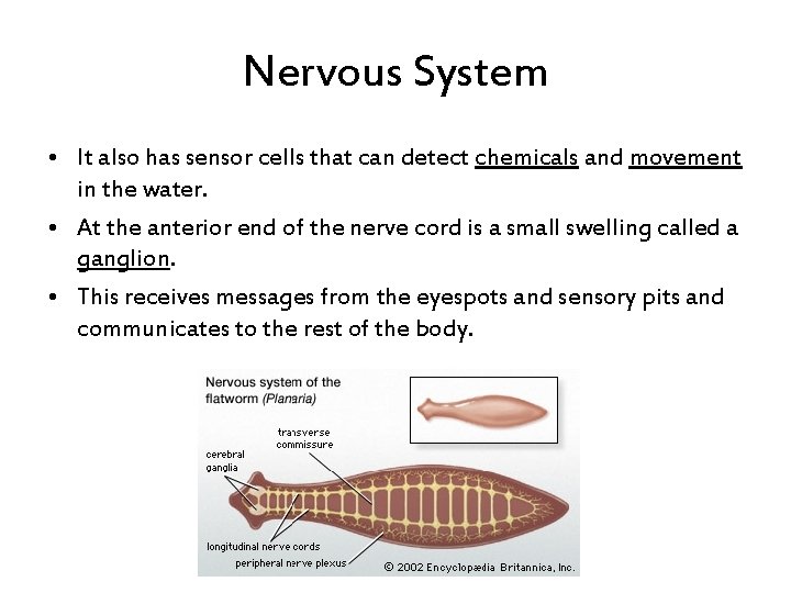 Nervous System • It also has sensor cells that can detect chemicals and movement