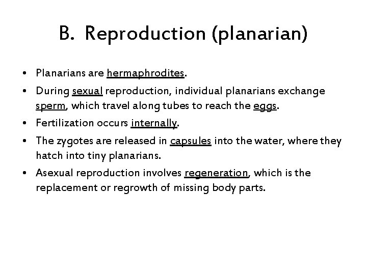 B. Reproduction (planarian) • Planarians are hermaphrodites. • During sexual reproduction, individual planarians exchange