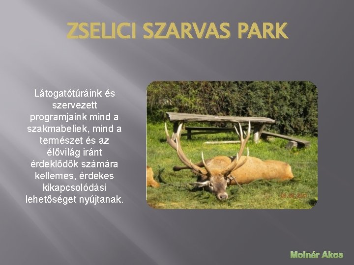 ZSELICI SZARVAS PARK Látogatótúráink és szervezett programjaink mind a szakmabeliek, mind a természet és