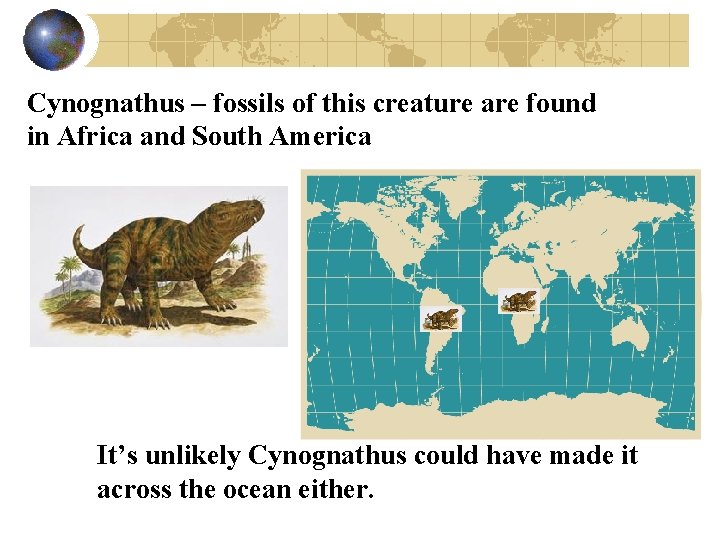Cynognathus – fossils of this creature are found in Africa and South America It’s