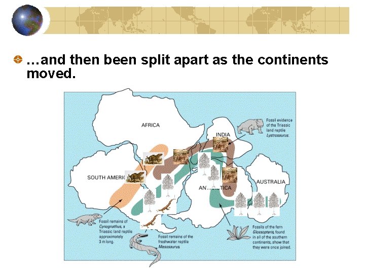 …and then been split apart as the continents moved. 