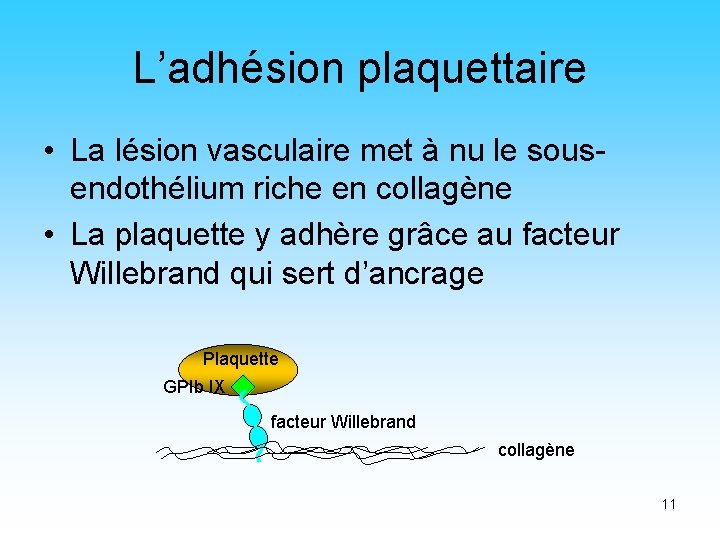 L’adhésion plaquettaire • La lésion vasculaire met à nu le sousendothélium riche en collagène