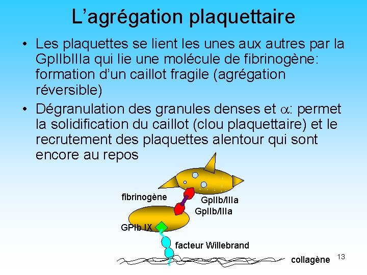 L’agrégation plaquettaire • Les plaquettes se lient les unes aux autres par la Gp.