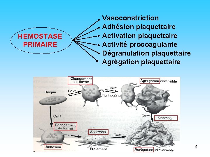 HEMOSTASE PRIMAIRE Vasoconstriction Adhésion plaquettaire Activation plaquettaire Activité procoagulante Dégranulation plaquettaire Agrégation plaquettaire 4 HEMOSTASE PRIMAIRE Vasoconstriction Adhésion plaquettaire Activation plaquettaire Activité procoagulante Dégranulation plaquettaire Agrégation plaquettaire 4