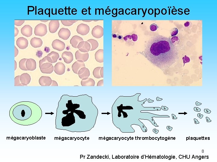 Plaquette et mégacaryopoïèse mégacaryoblaste mégacaryocyte thrombocytogène plaquettes 8 Pr Zandecki, Laboratoire d’Hématologie, CHU Angers