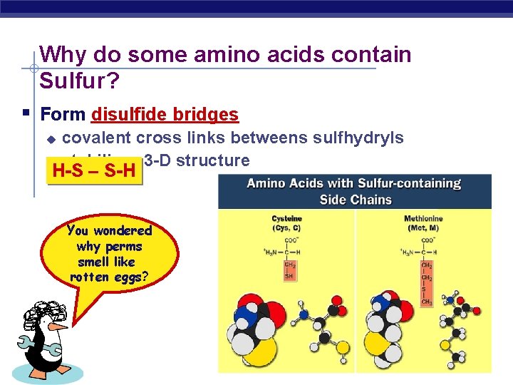 Why do some amino acids contain Sulfur? Form disulfide bridges u u covalent cross