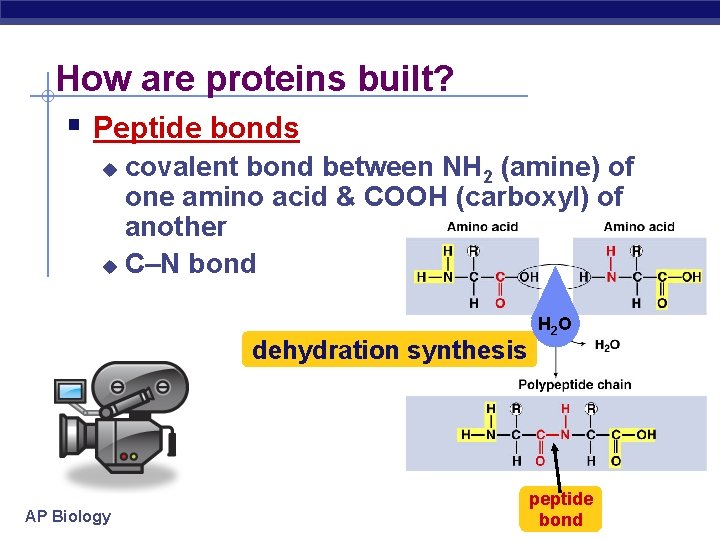 How are proteins built? Peptide bonds covalent bond between NH 2 (amine) of one