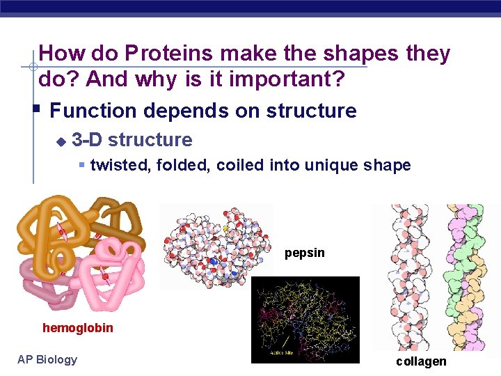 How do Proteins make the shapes they do? And why is it important? Function