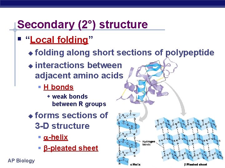 Secondary (2°) structure “Local folding” folding along short sections of polypeptide u interactions between