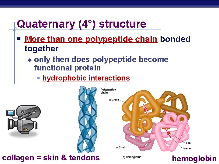 Quaternary (4°) structure More than one polypeptide chain bonded together u only then does