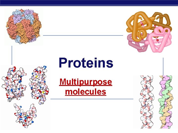 Proteins Multipurpose molecules AP Biology 2008 -2009 