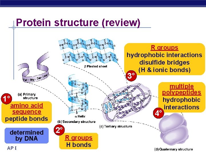 Protein structure (review) R groups hydrophobic interactions disulfide bridges (H & ionic bonds) 3°