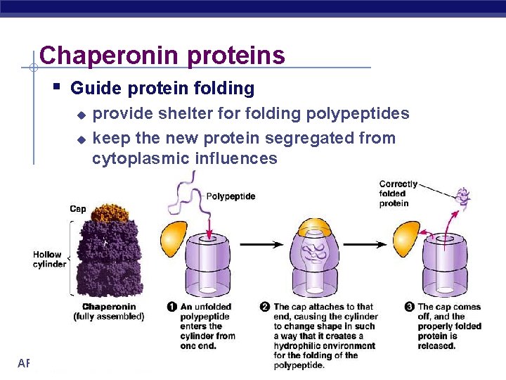 Chaperonin proteins Guide protein folding u u AP Biology provide shelter folding polypeptides keep