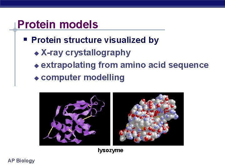 Protein models Protein structure visualized by X-ray crystallography u extrapolating from amino acid sequence