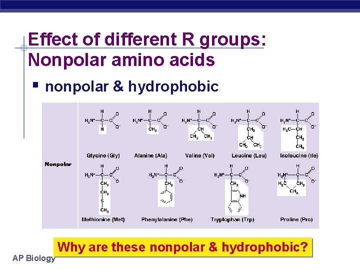 Effect of different R groups: Nonpolar amino acids nonpolar & hydrophobic AP Biology Why