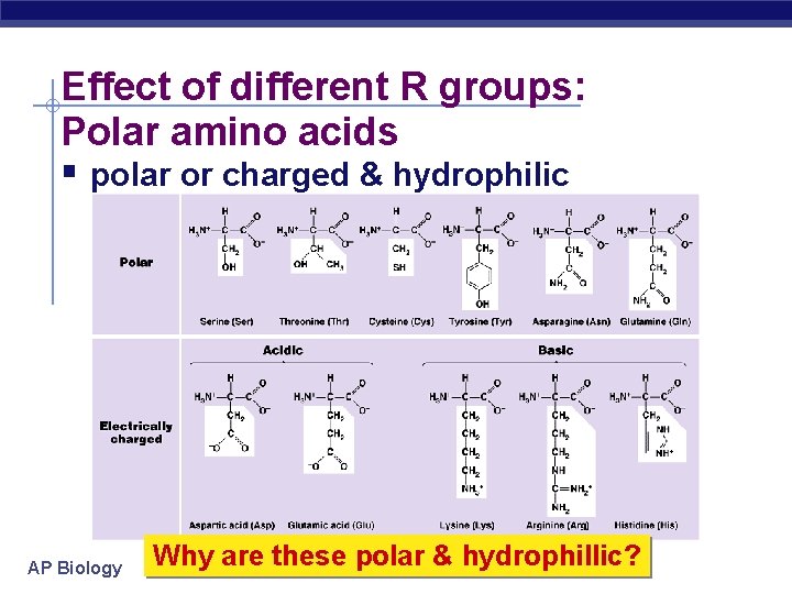 Effect of different R groups: Polar amino acids polar or charged & hydrophilic AP