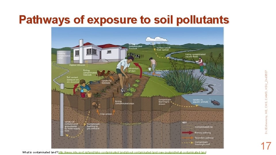 Dr. IEcheverry, HE, CHS, CAMS, KSU_2 nd 3637 Pathways of exposure to soil pollutants