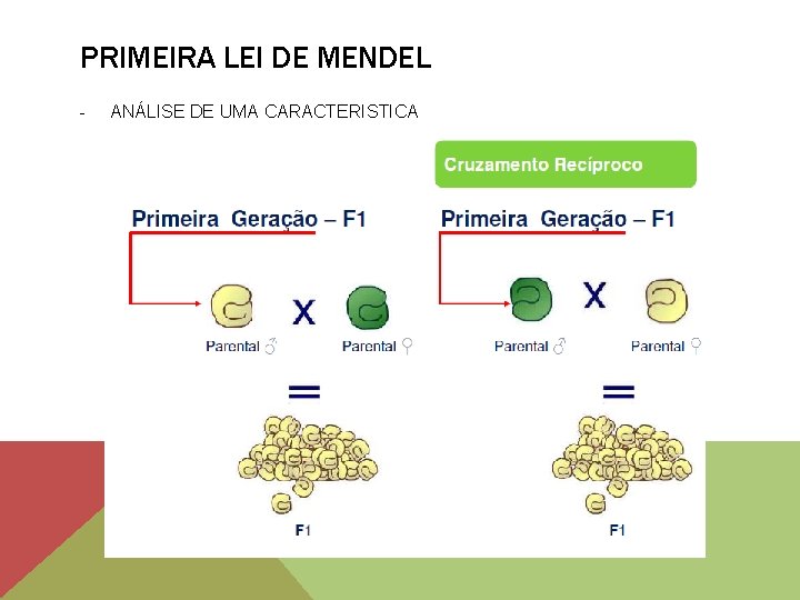 PRIMEIRA LEI DE MENDEL - ANÁLISE DE UMA CARACTERISTICA 