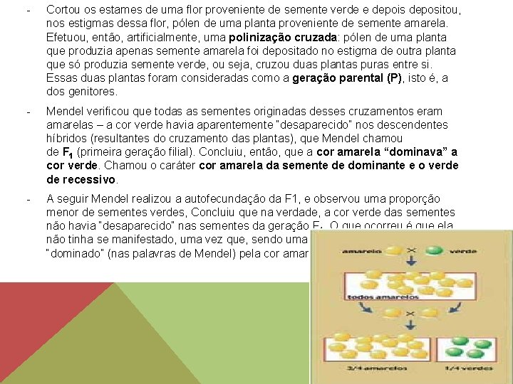 - Cortou os estames de uma flor proveniente de semente verde e depois depositou,