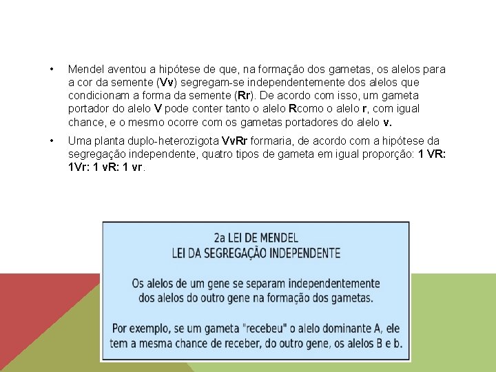  • Mendel aventou a hipótese de que, na formação dos gametas, os alelos