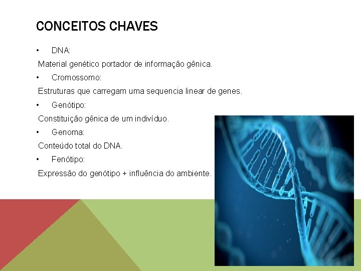 CONCEITOS CHAVES • DNA: Material genético portador de informação gênica. • Cromossomo: Estruturas que