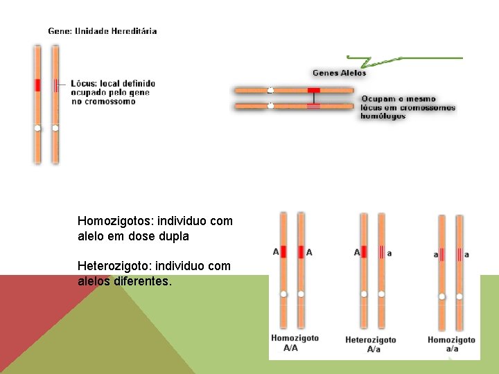 Homozigotos: individuo com alelo em dose dupla Heterozigoto: individuo com alelos diferentes. 